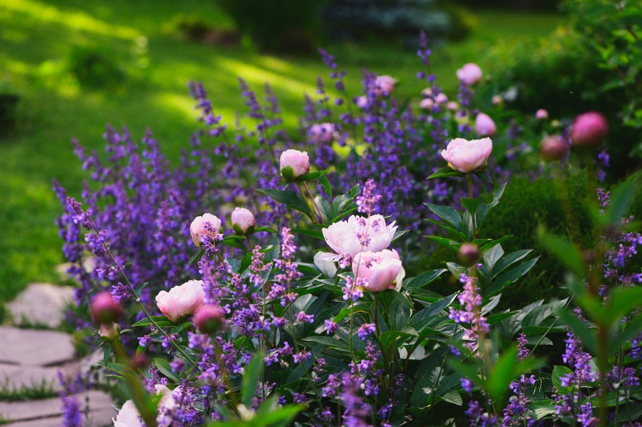 Catmint and Peonies