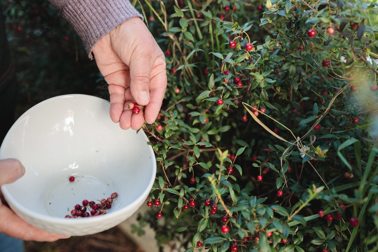 Chilean Guava