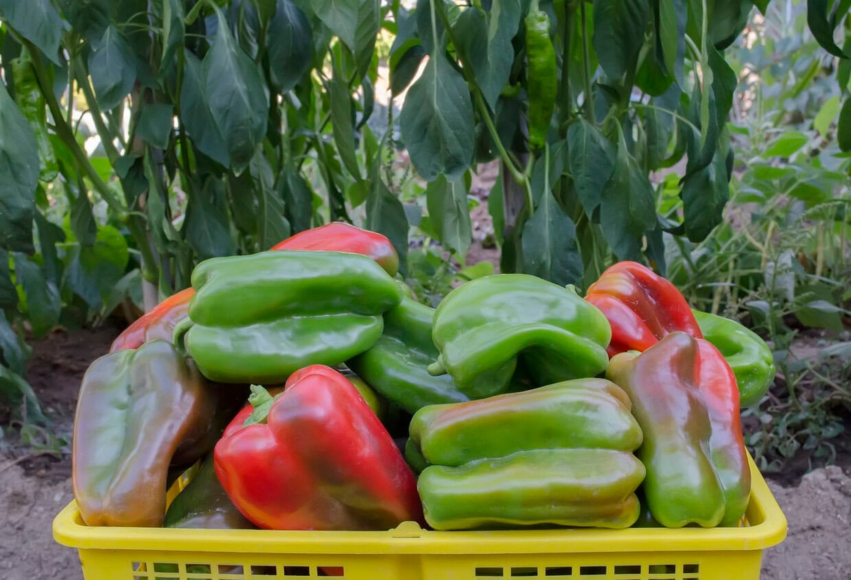 Bell pepper harvest
