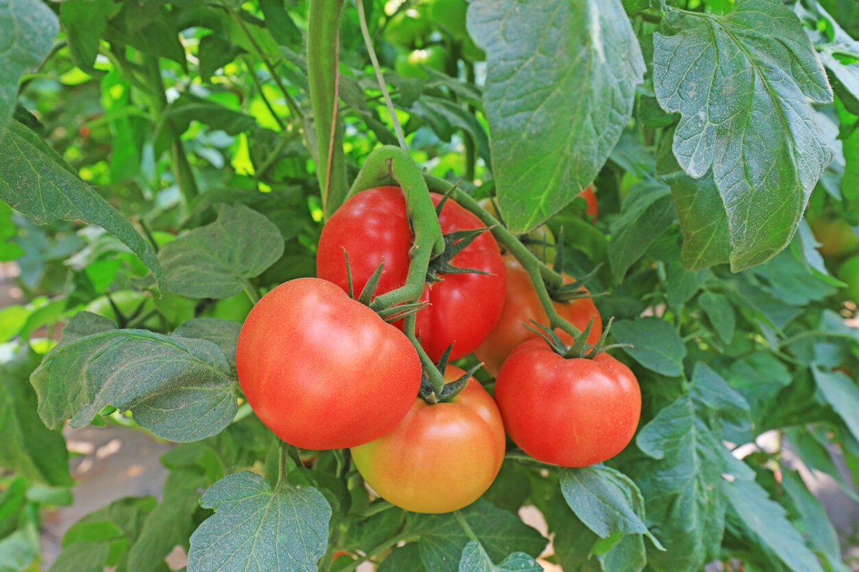 Tomatoes