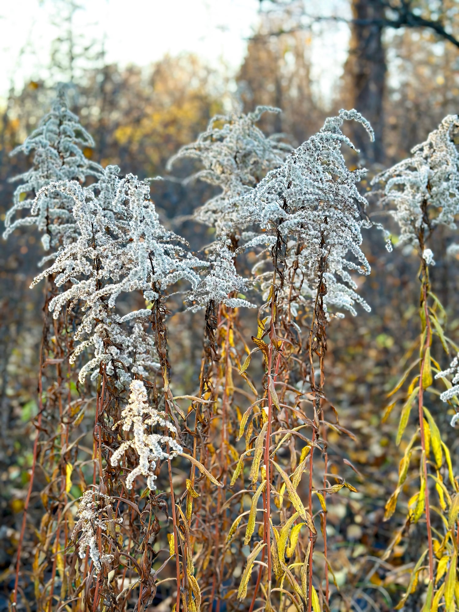 Autumn Frost on Wildflowers