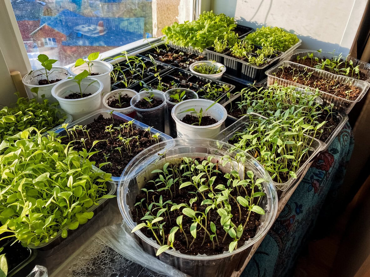 Indoor seed starting