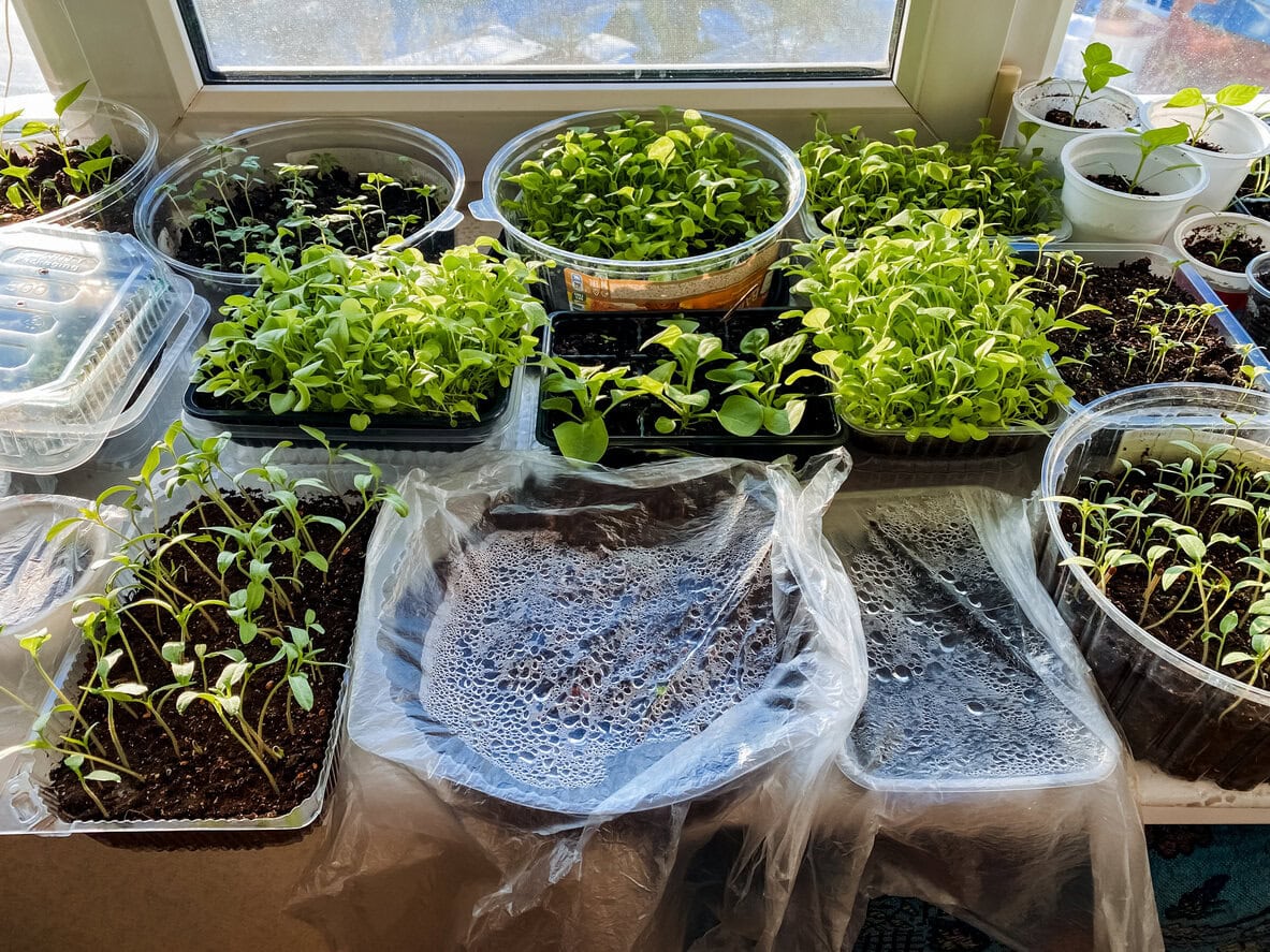 Indoor seed starting