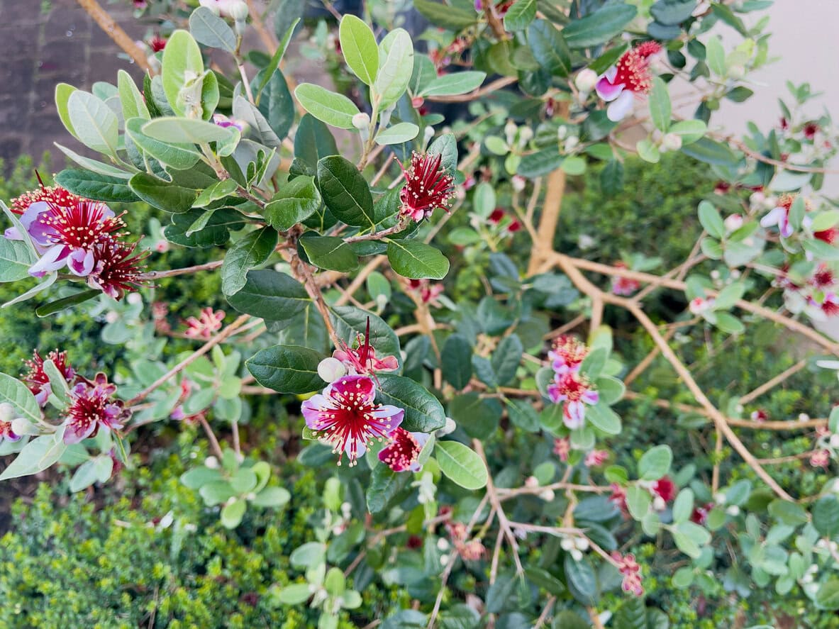 Pineapple Guava