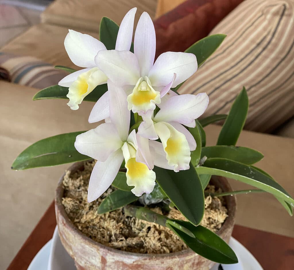 Orchid Cattleya