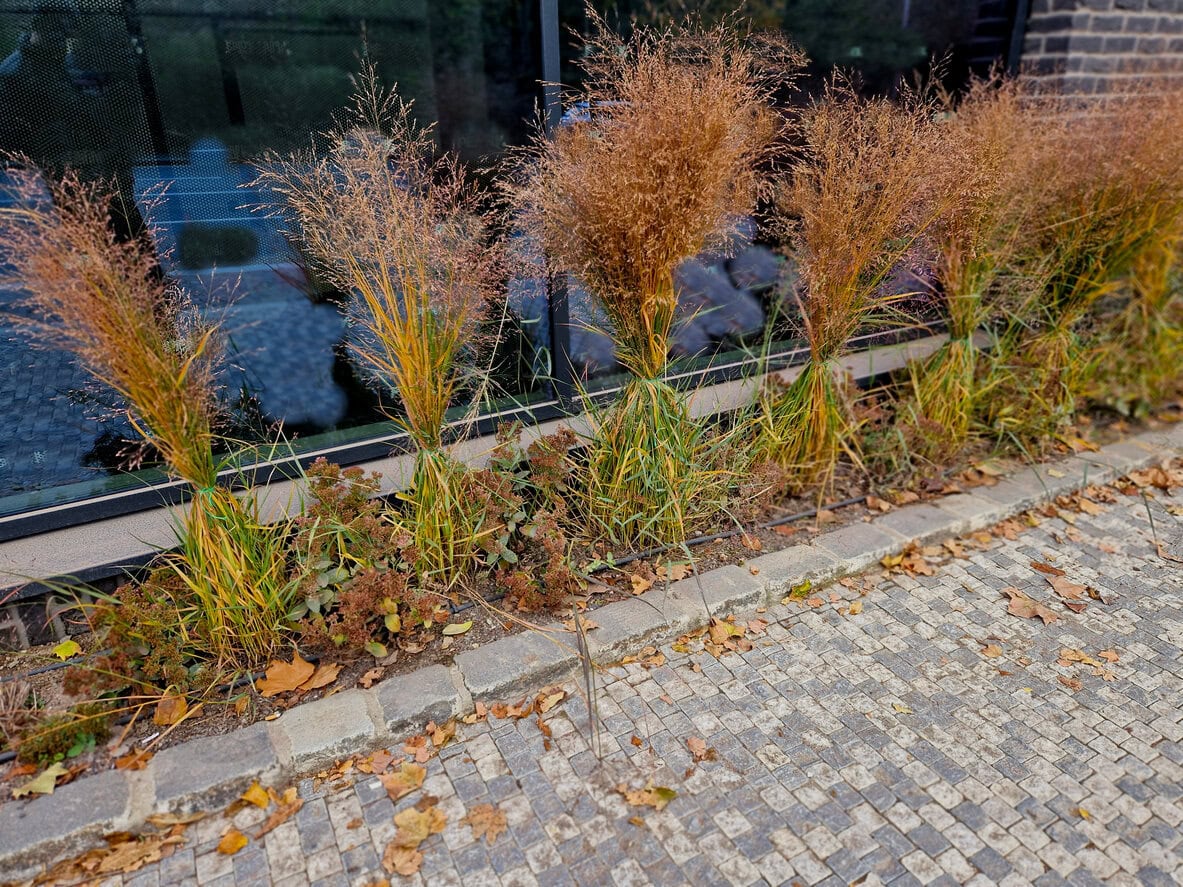 Switchgrass