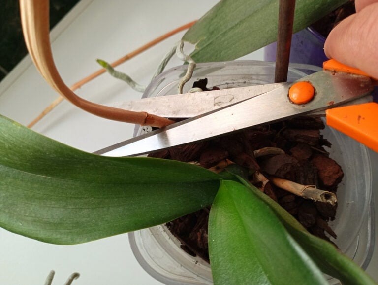 Orchids After Blooming: Cut Back or Leave Alone?