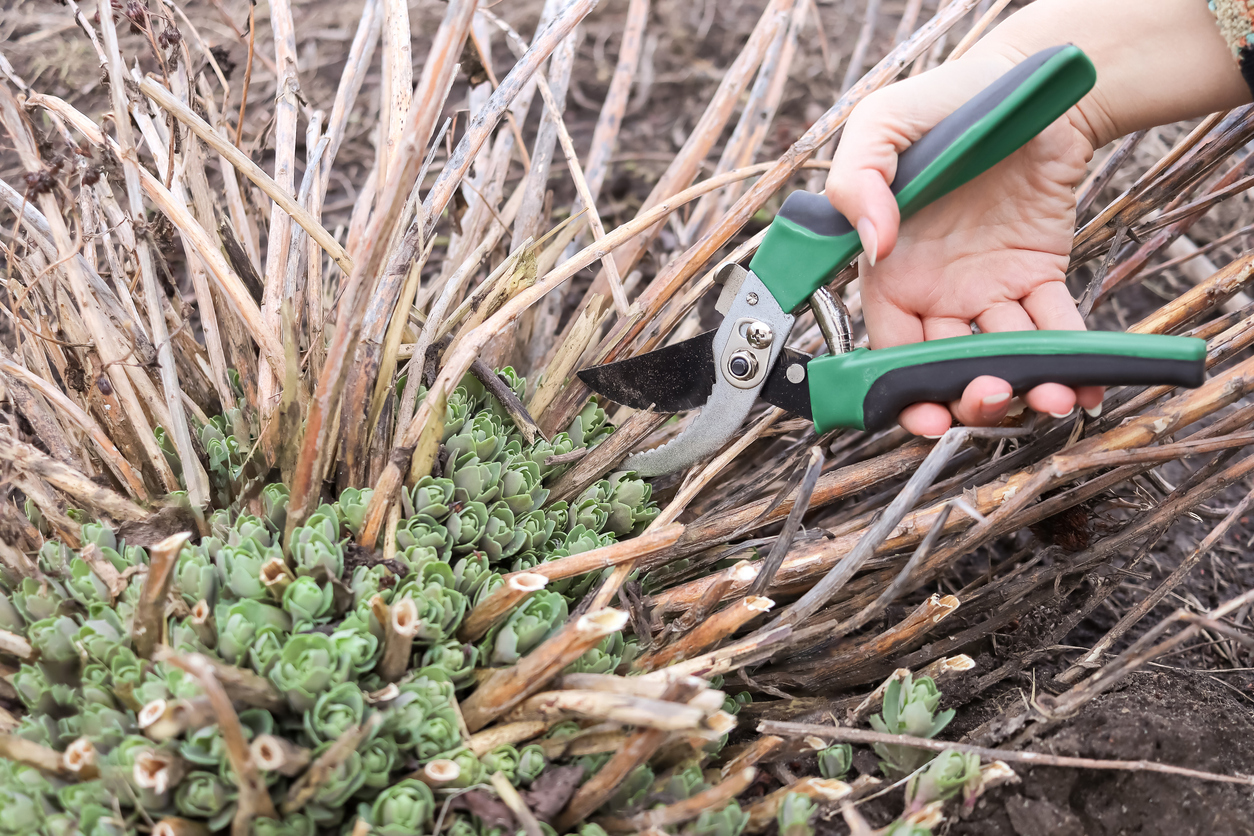 Pruning cutting back dry stems of sedum