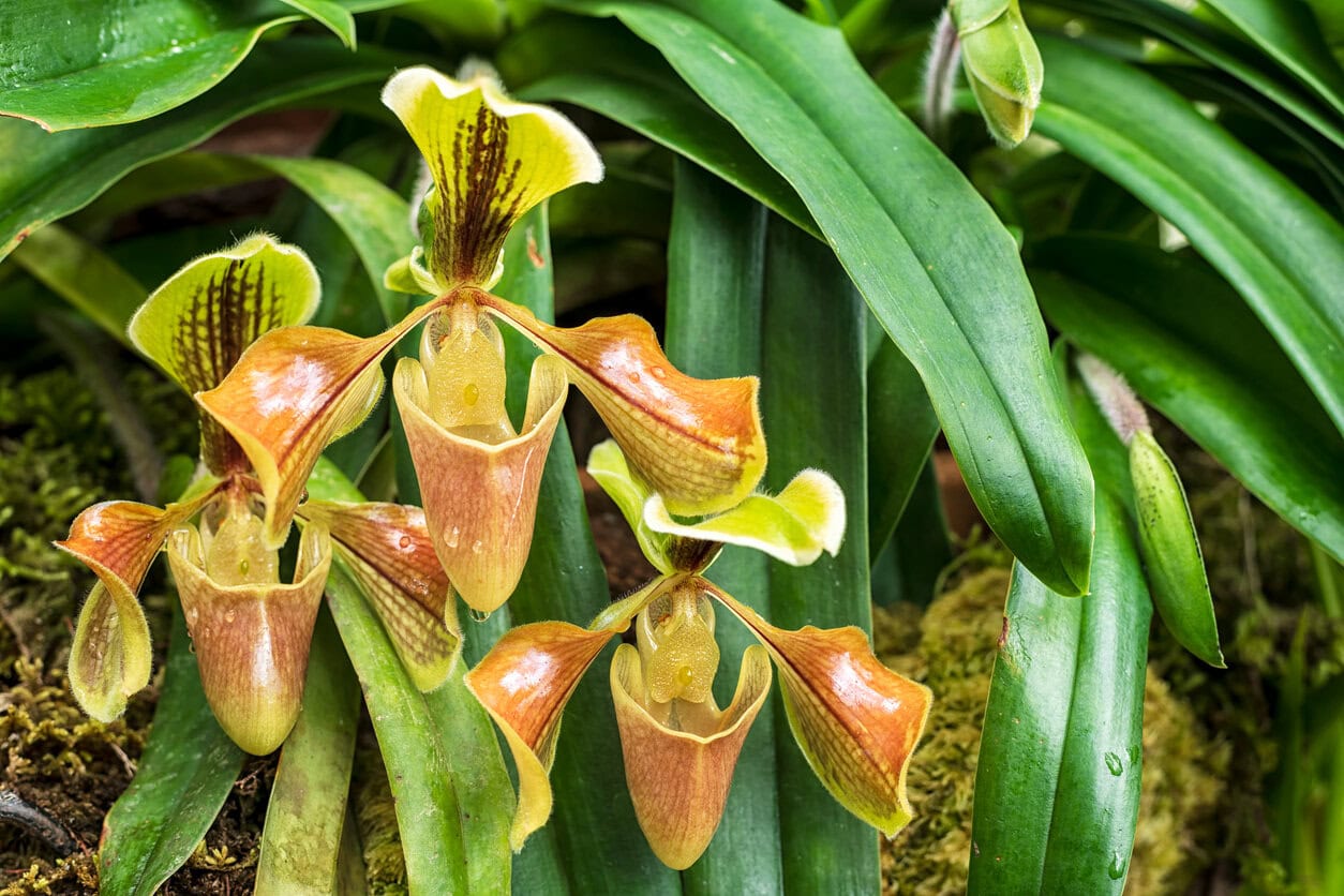 Orchid Paphiopedilum villosum
