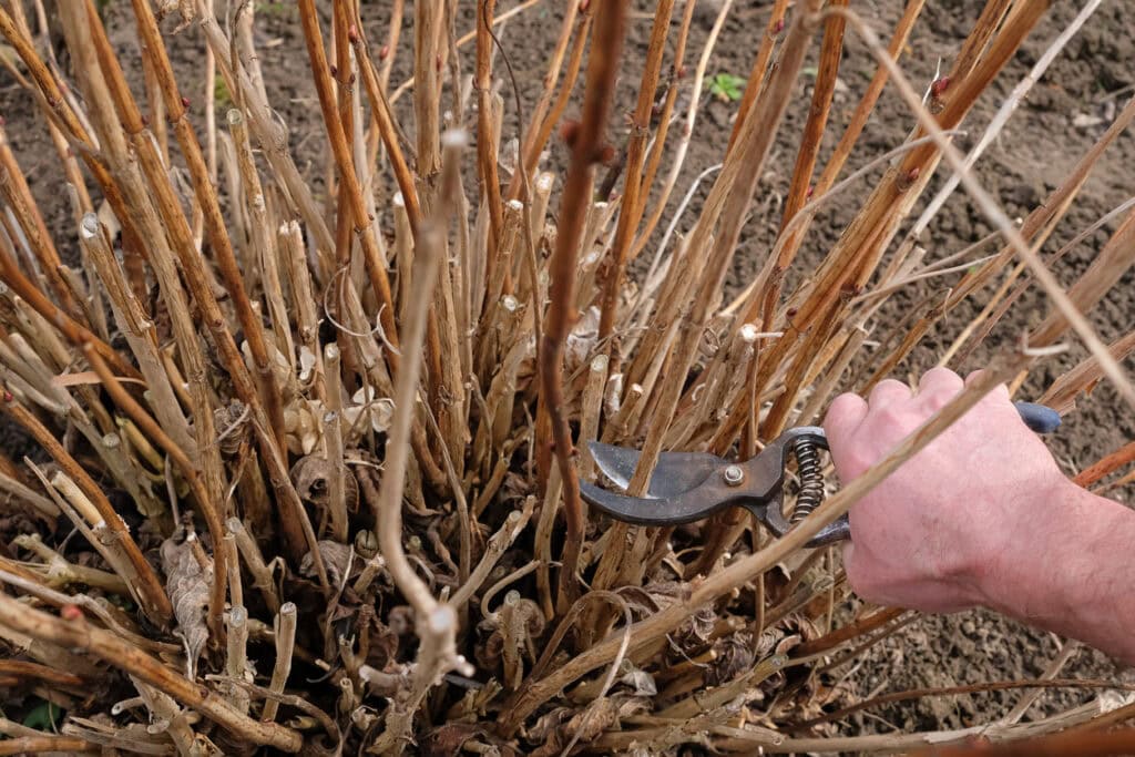 pruning a hydrangea shrub