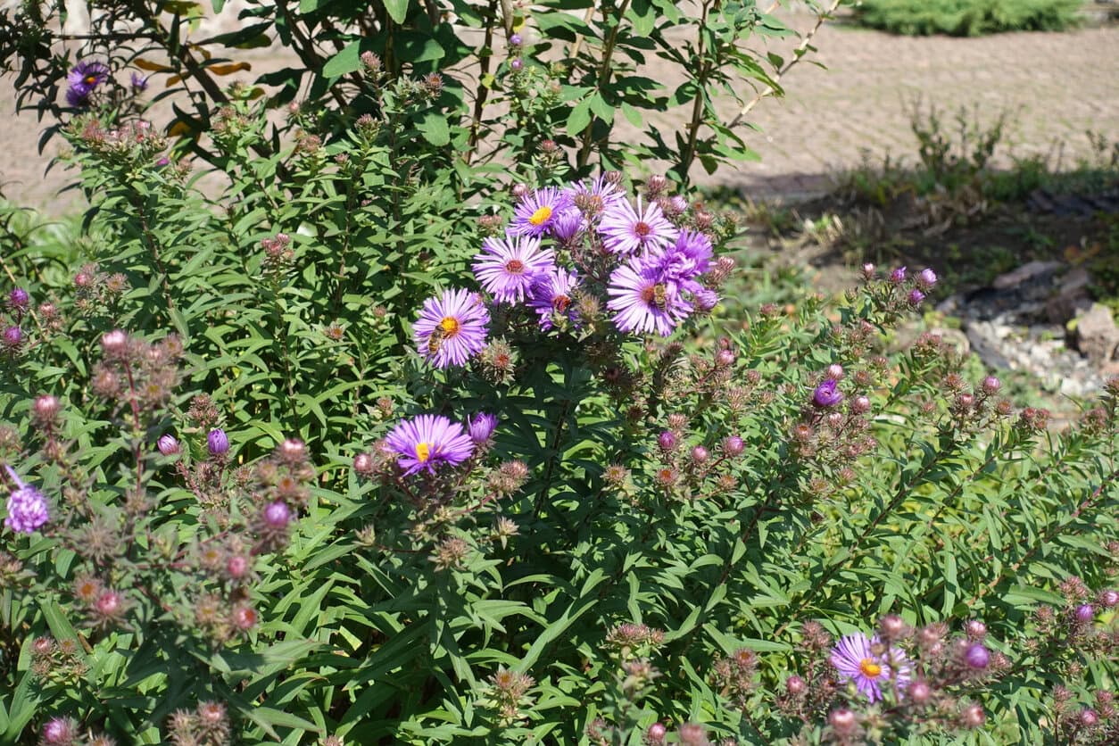 Asters (Symphyotrichum novae-angliae)