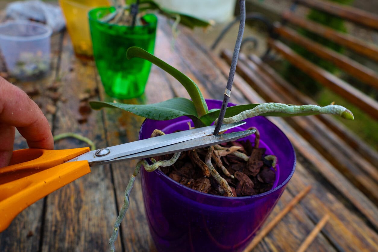 Pruning orchid