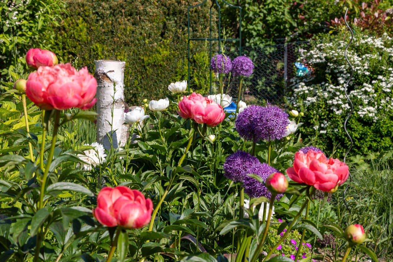 Peonies and Allium
