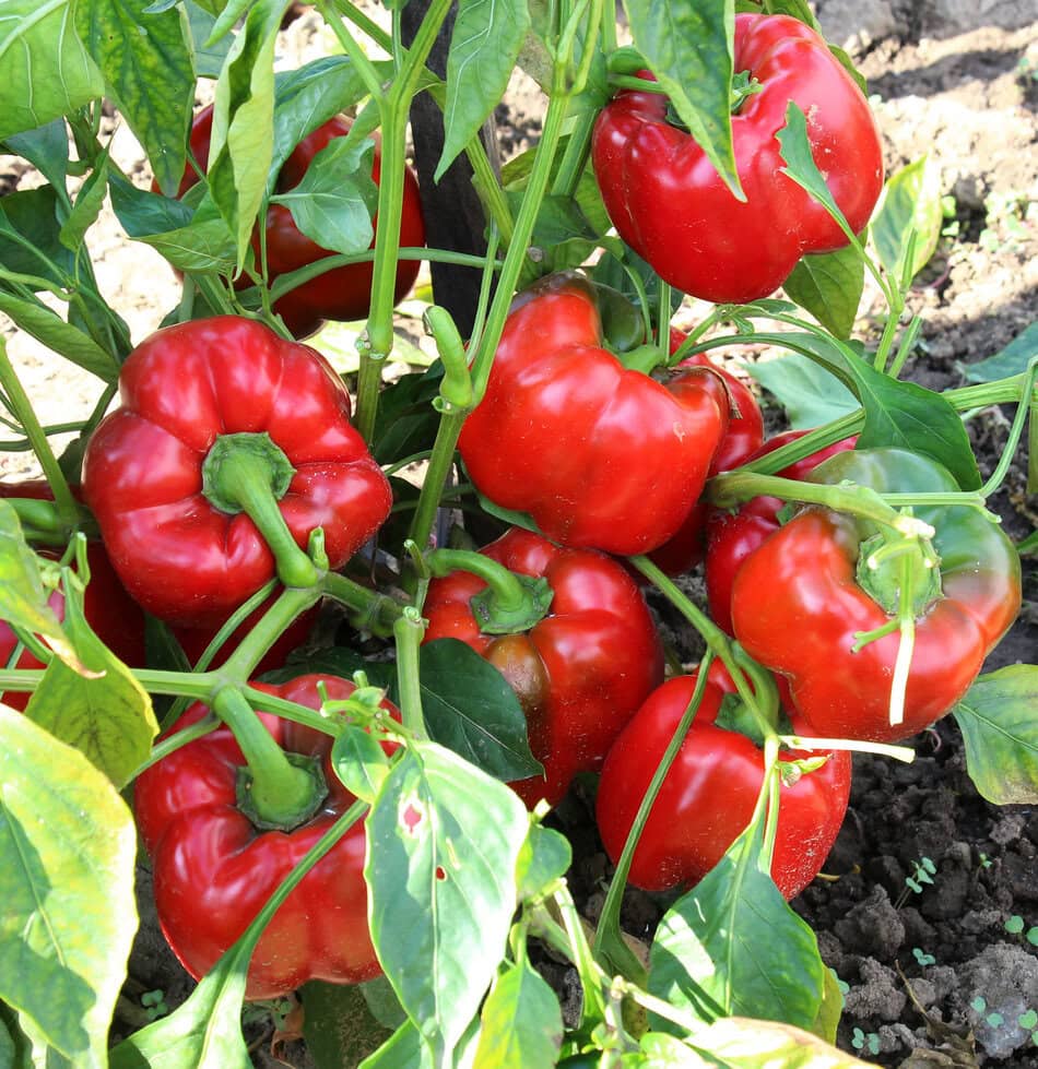 Red bell peppers