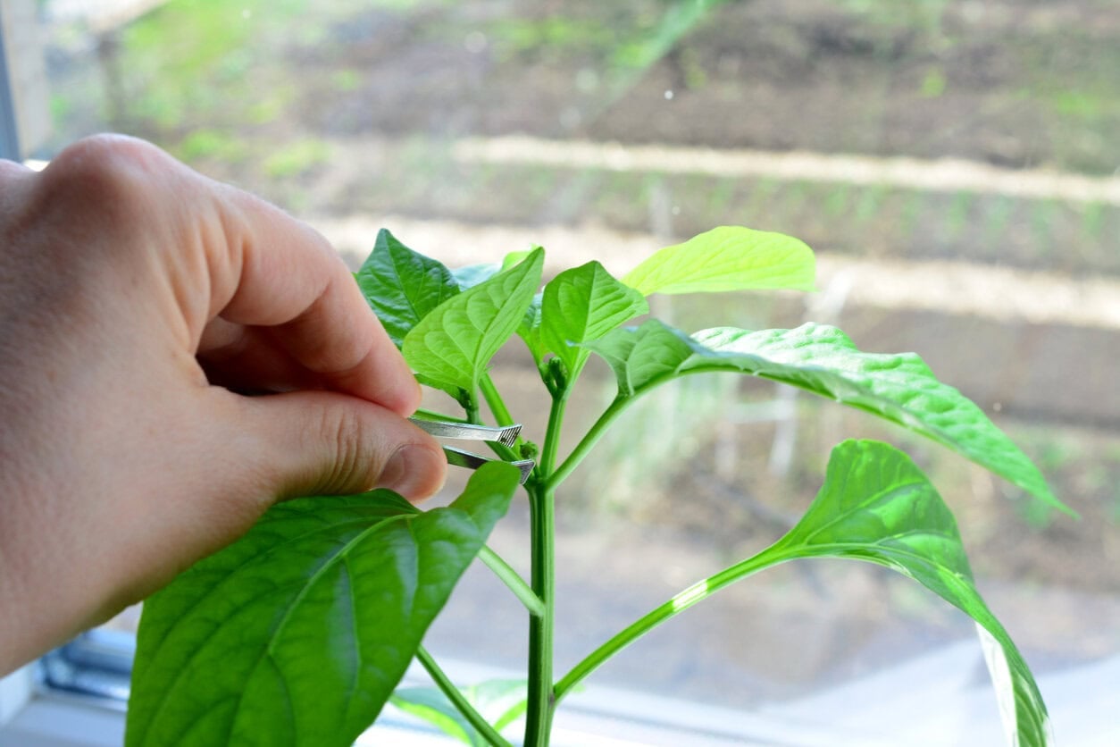 Pinching early flower buds pepper plant