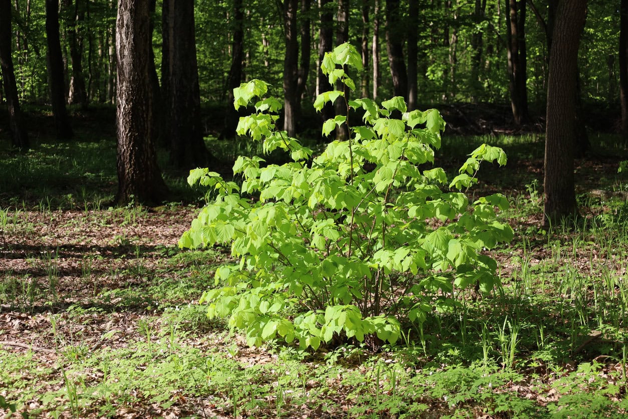 American hazelnut (Corylus americana)