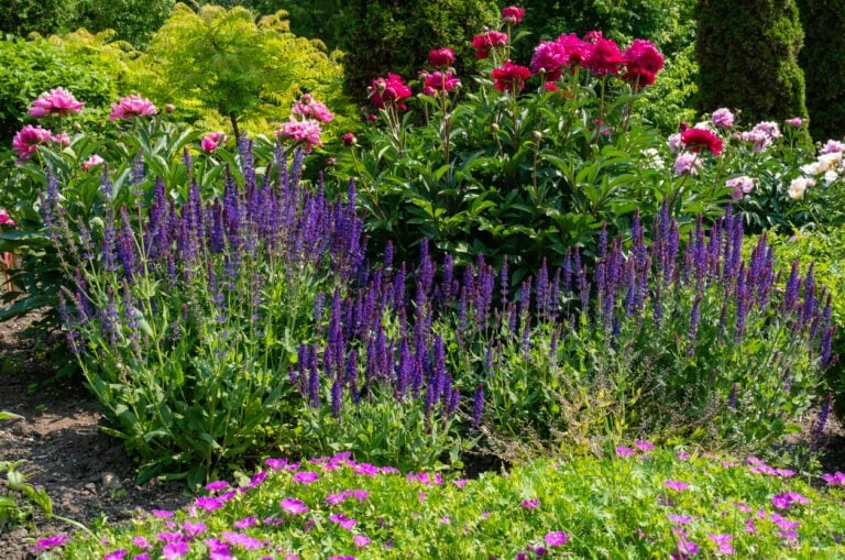 9 Best Companion Plants for Peonies (And What to Avoid)
