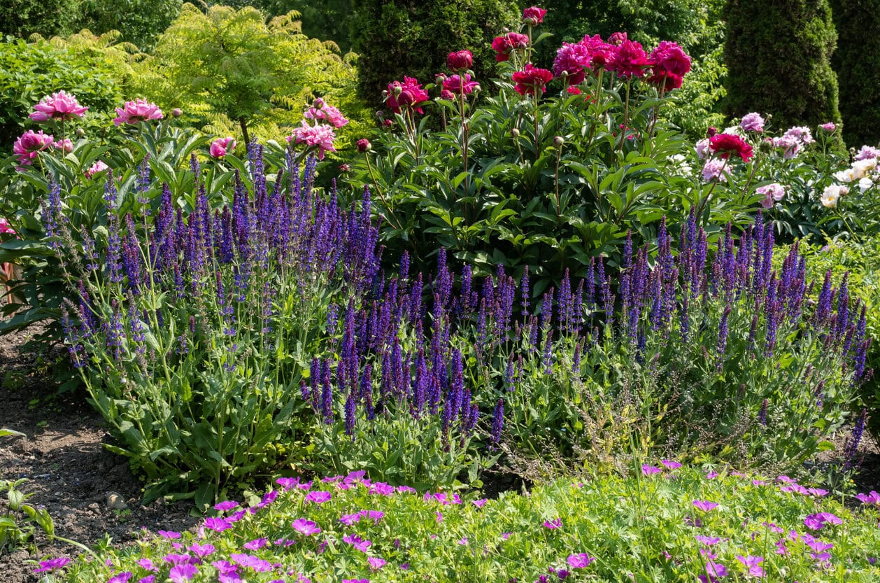 Peonies and Salvia