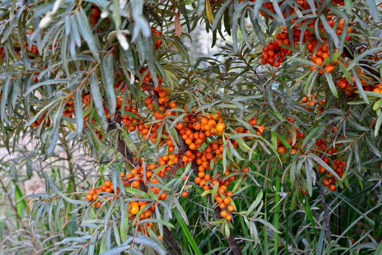 Sea Buckthorn
