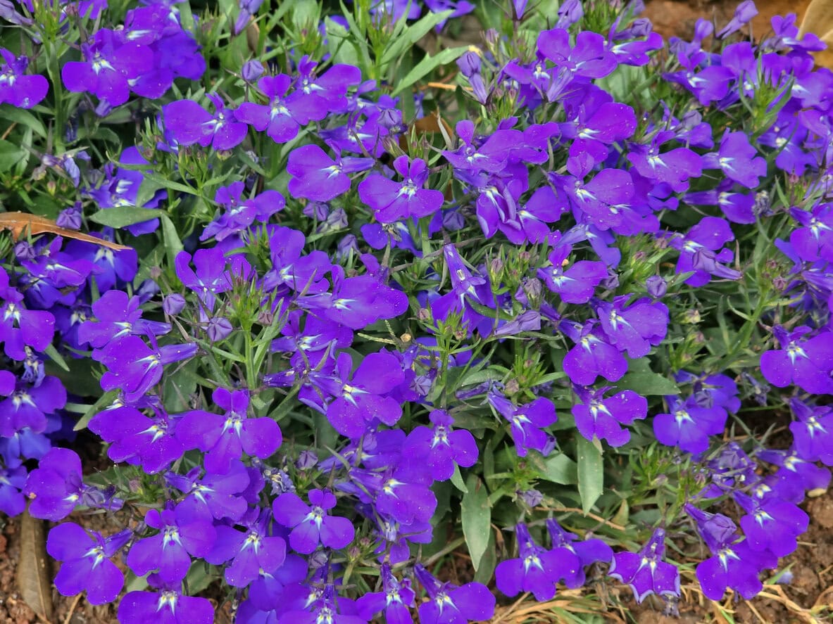 Lobelia