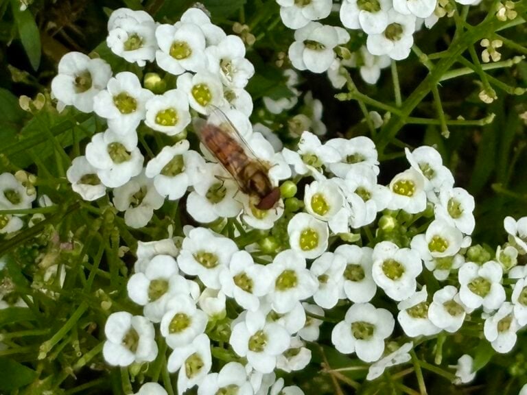 Why Sweet Alyssum Is The Companion Plant Your Garden Needs