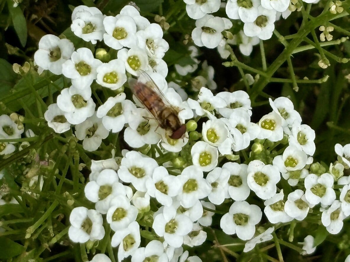 Hoverfly on sweet alyssum