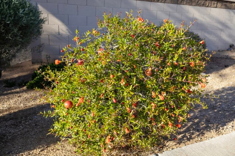 14 Best Edible Hedge Ideas for a Beautiful and Productive Garden