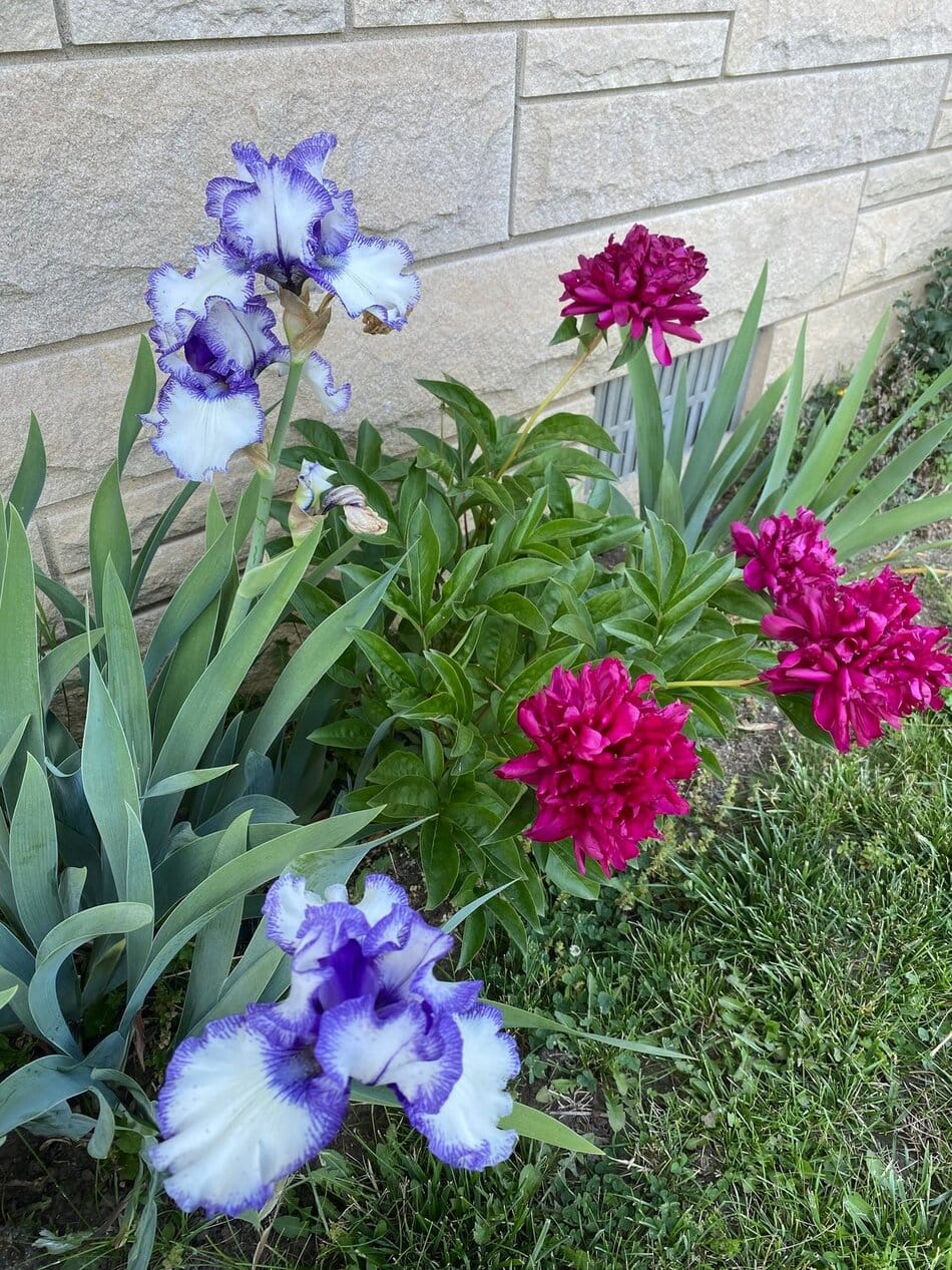 Iris and Peonies