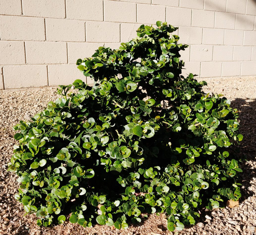 Natal Plum 
