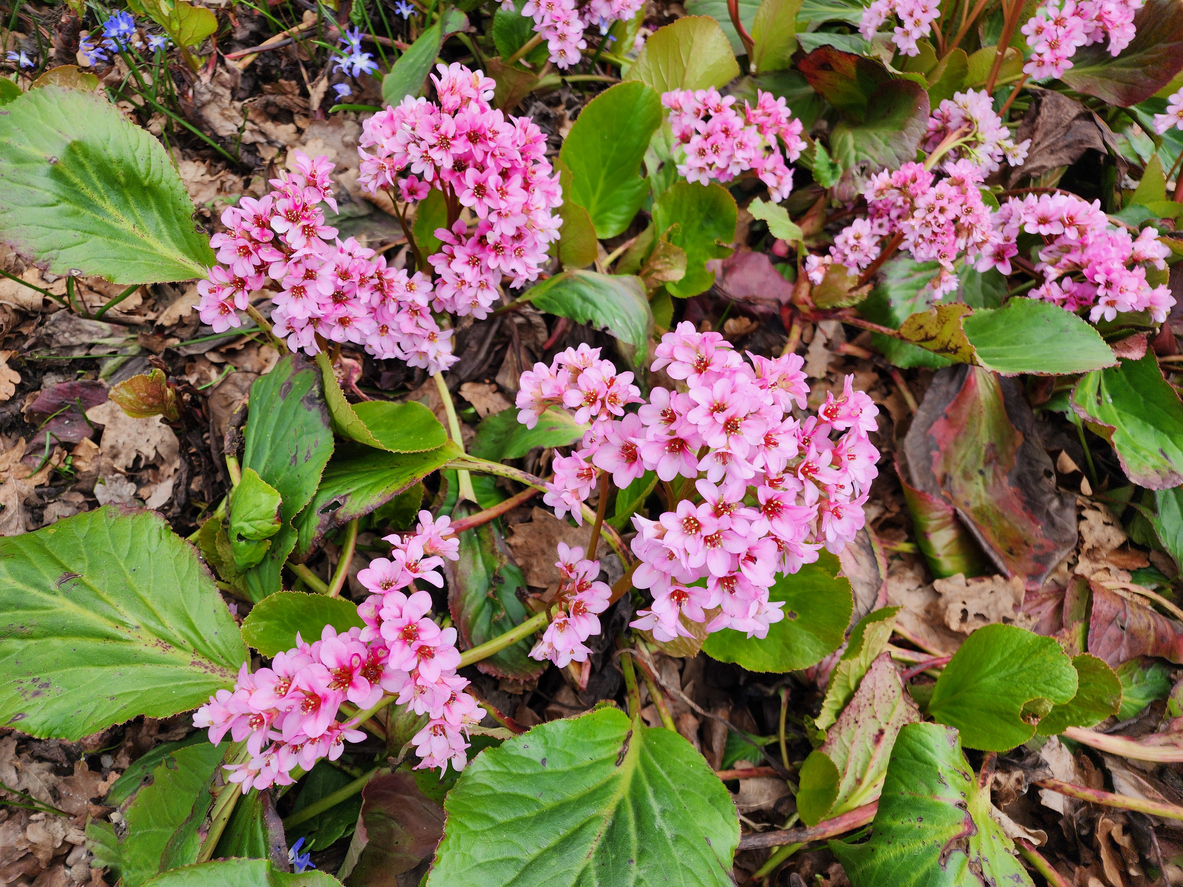 Bergenia, or pigsqueak or elephant's ears