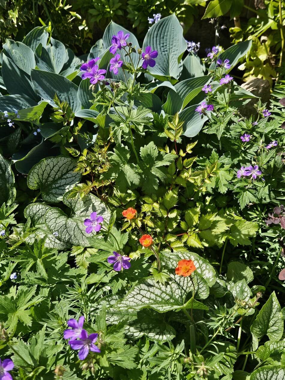 Hosta, Geum, Brunnera, Astilbe and Geranium