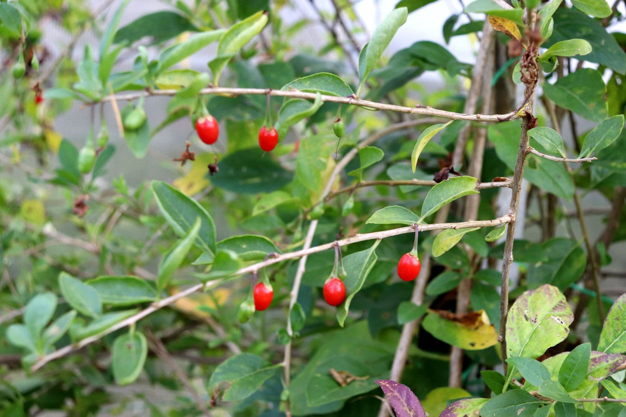 Goumi berries