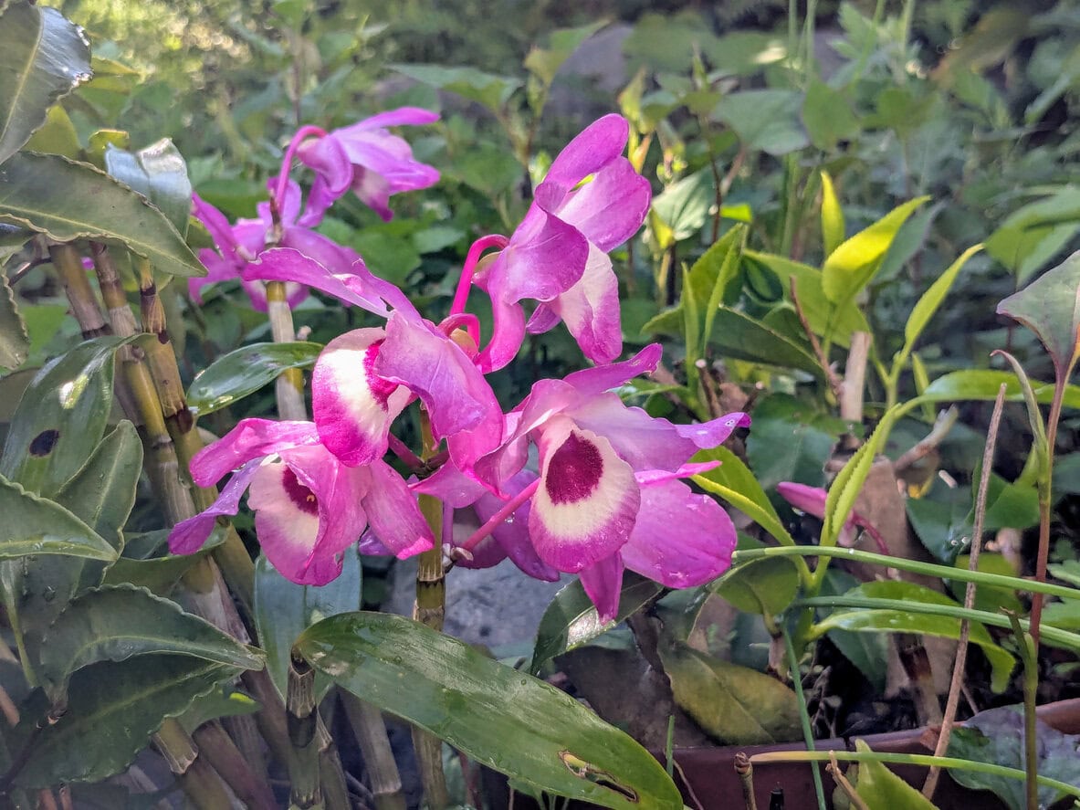 Dendrobium Orchid