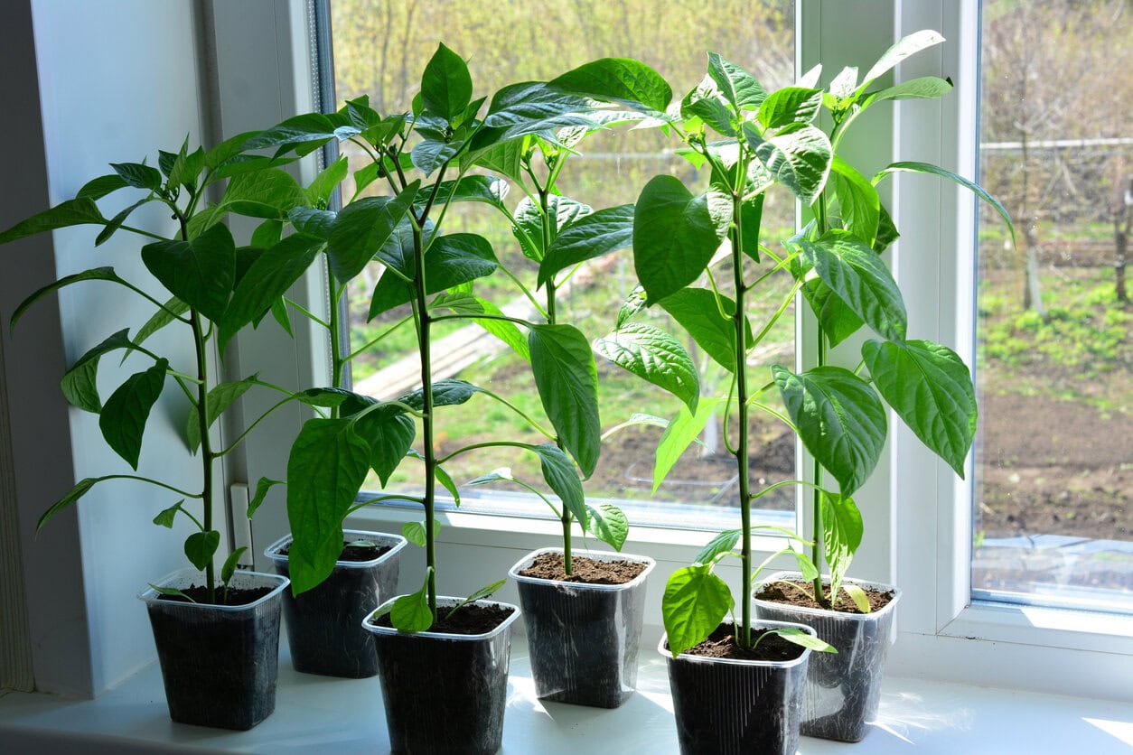 Young Pepper Plants Growing on a Windowsill