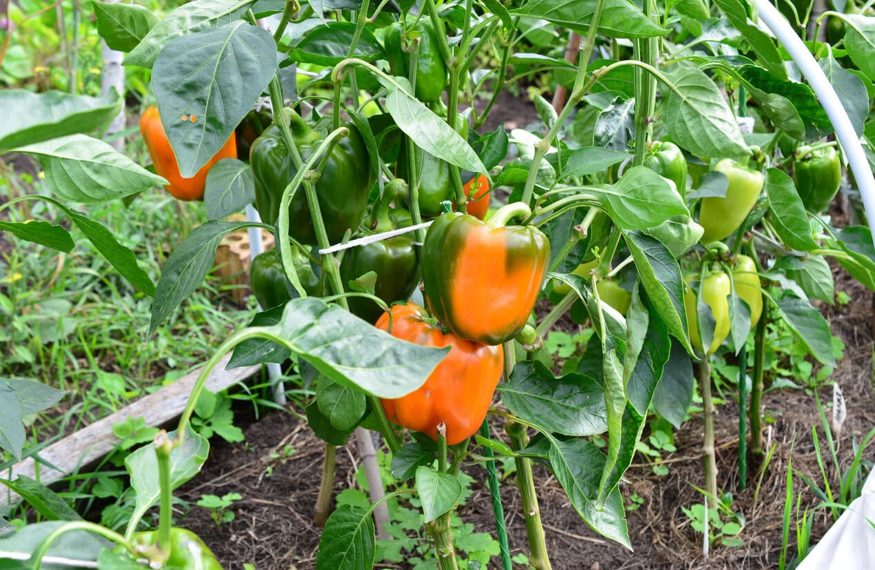 Ripening Bell Peppers