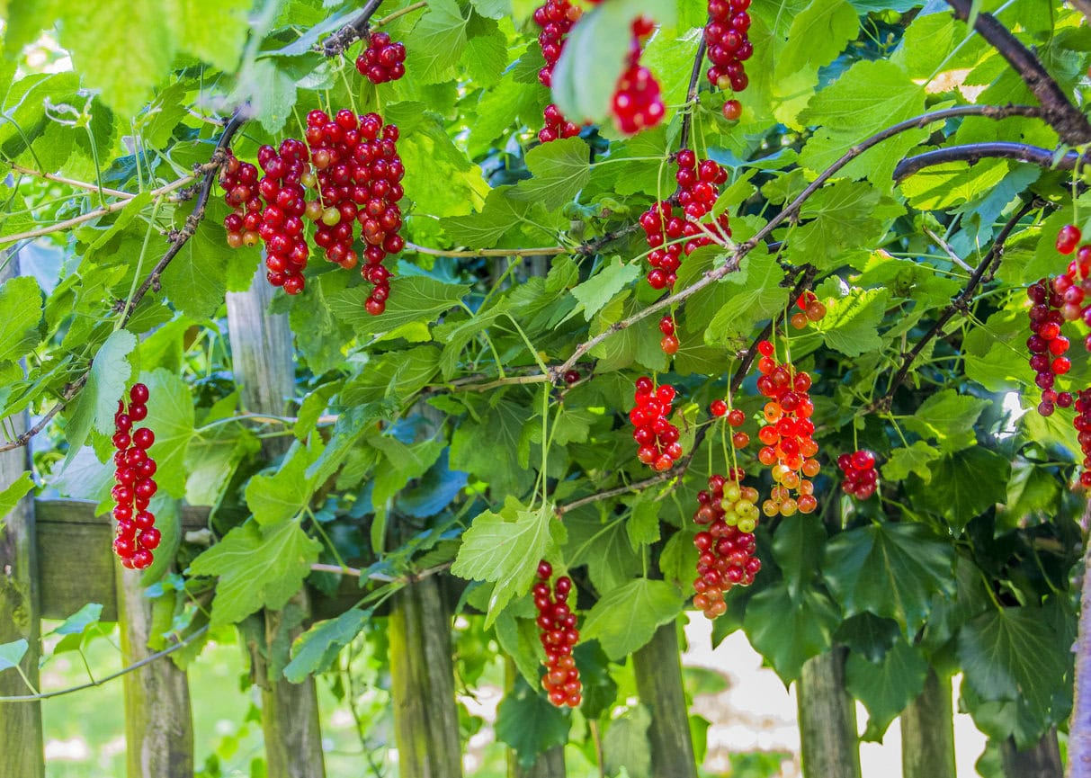 Currants on a fence
