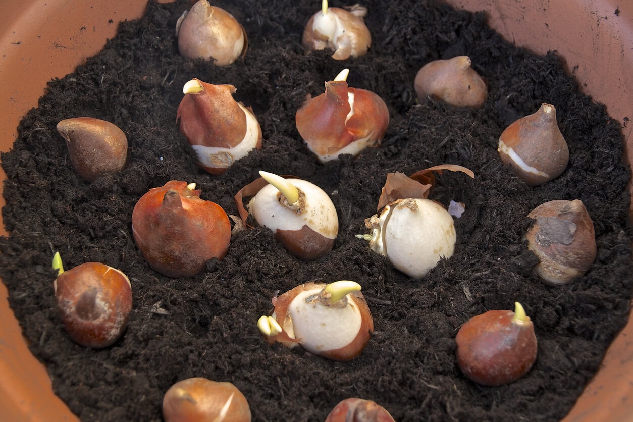 sprouting tulip bulbs