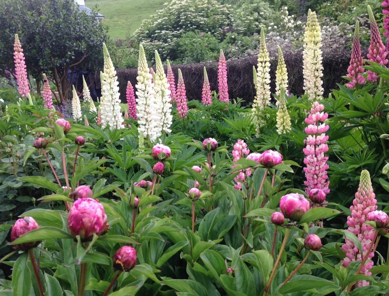 Peonies and Lupines