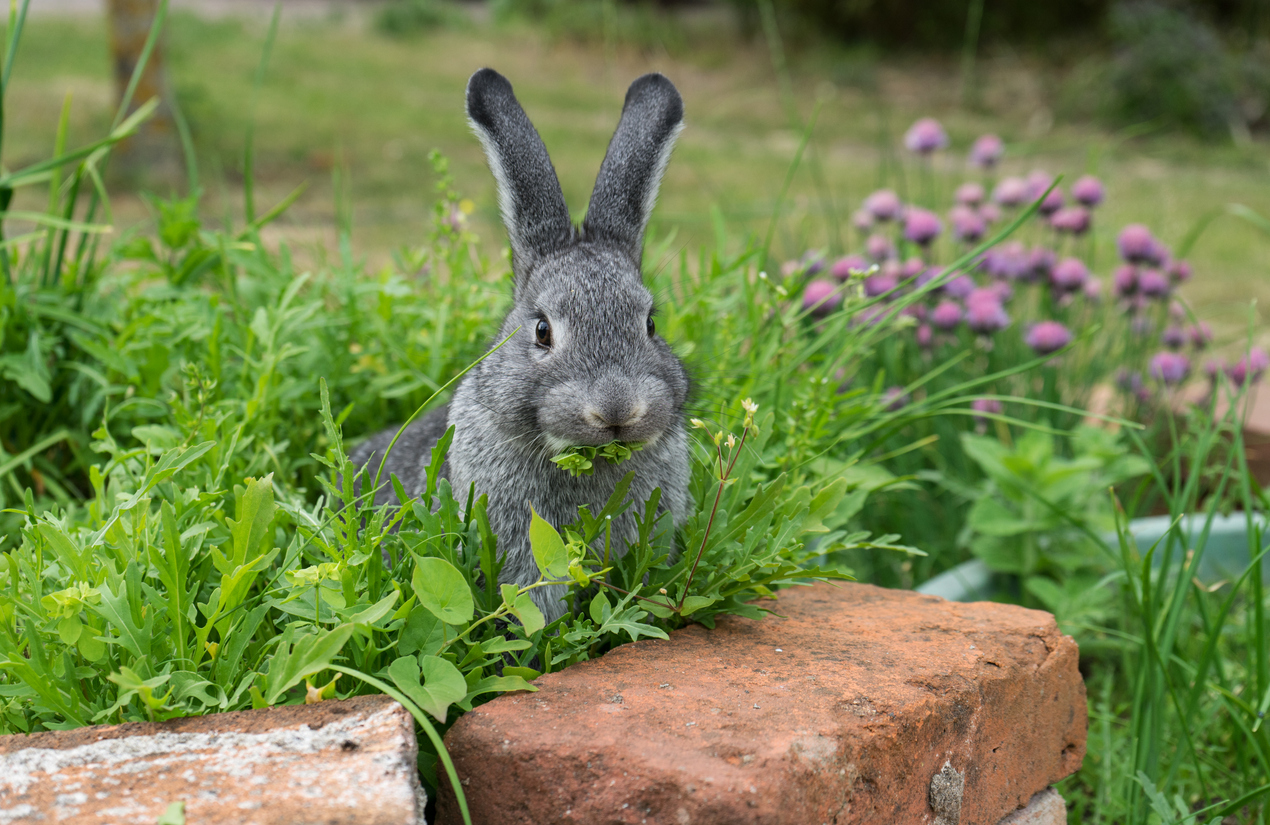 rabbit eating flowers garden