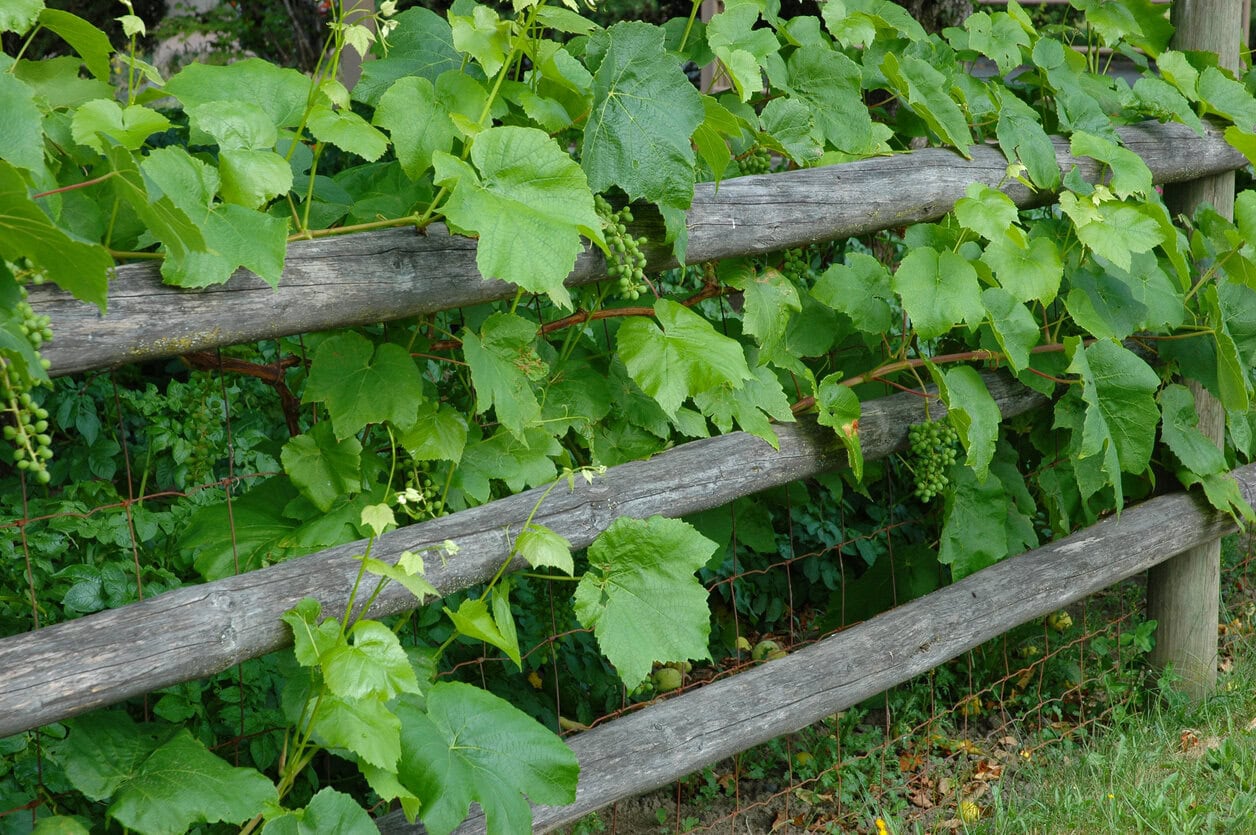 Grapevine on fence