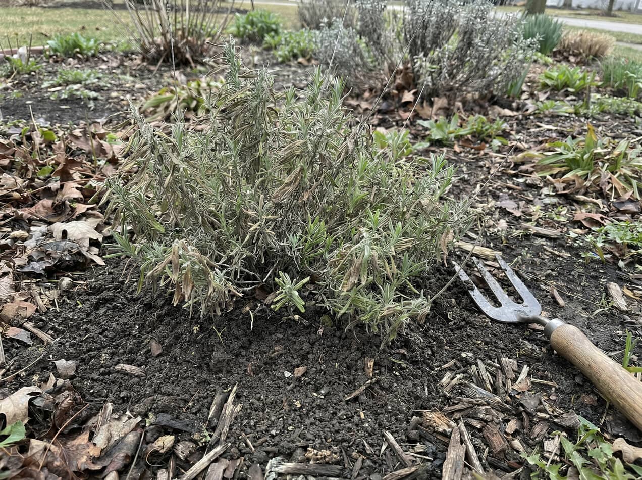 Lavender soil aeration