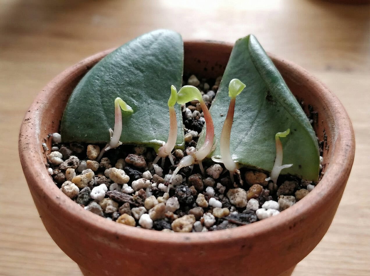 Peperomia leaf propagation