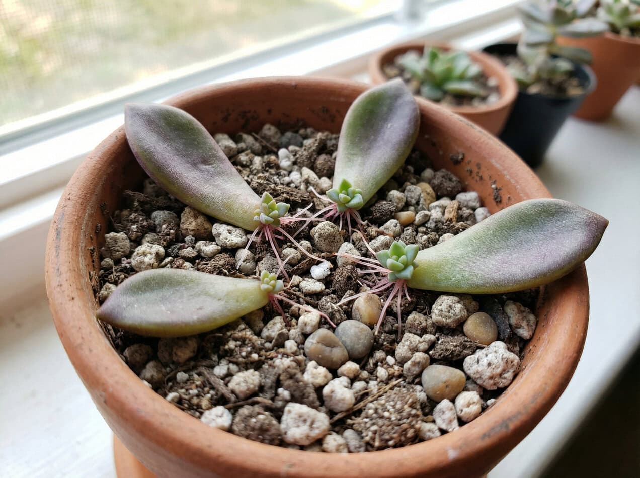 Sedum Stonecrop Leaf Propagation