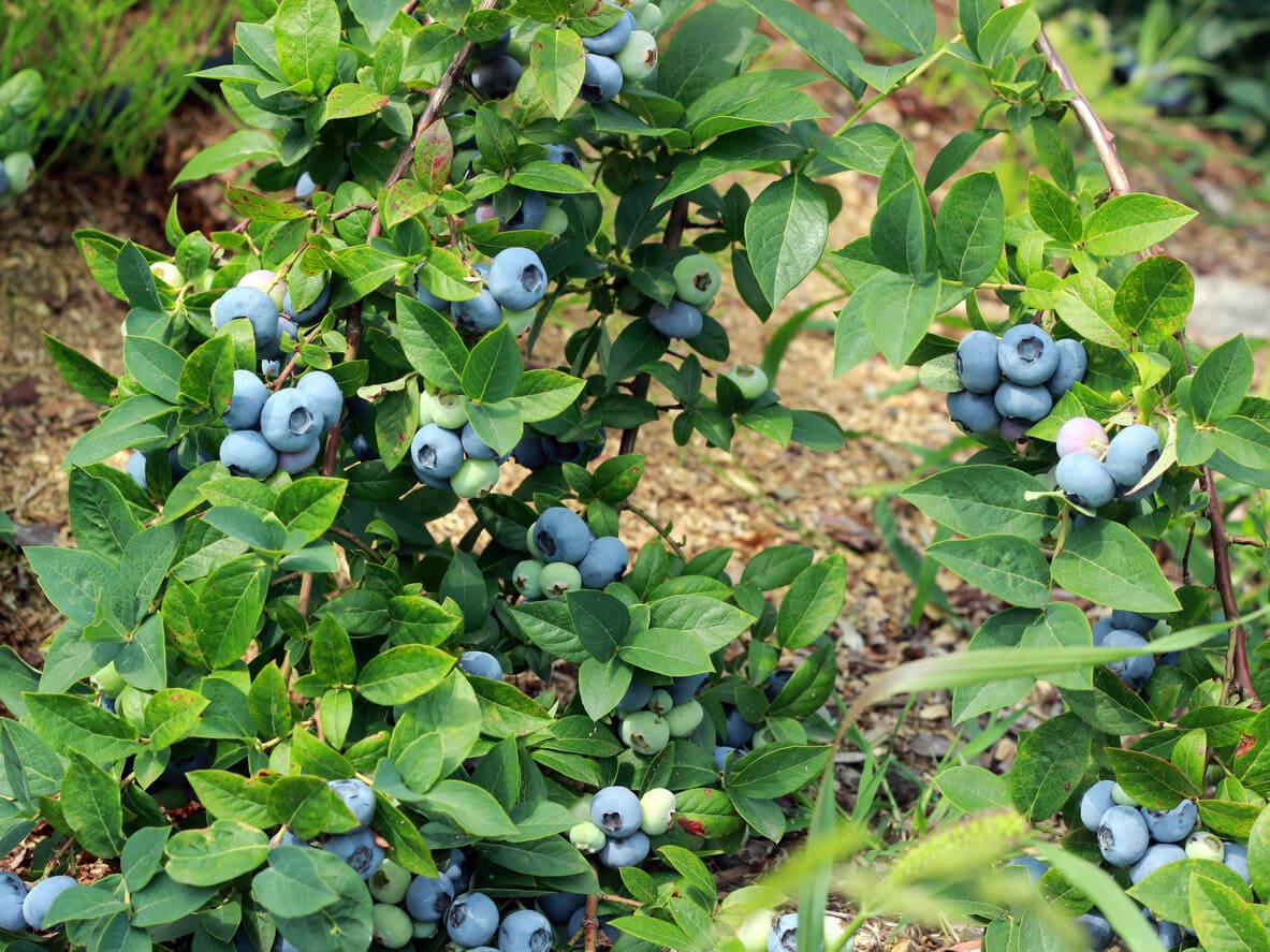 Blueberry plant