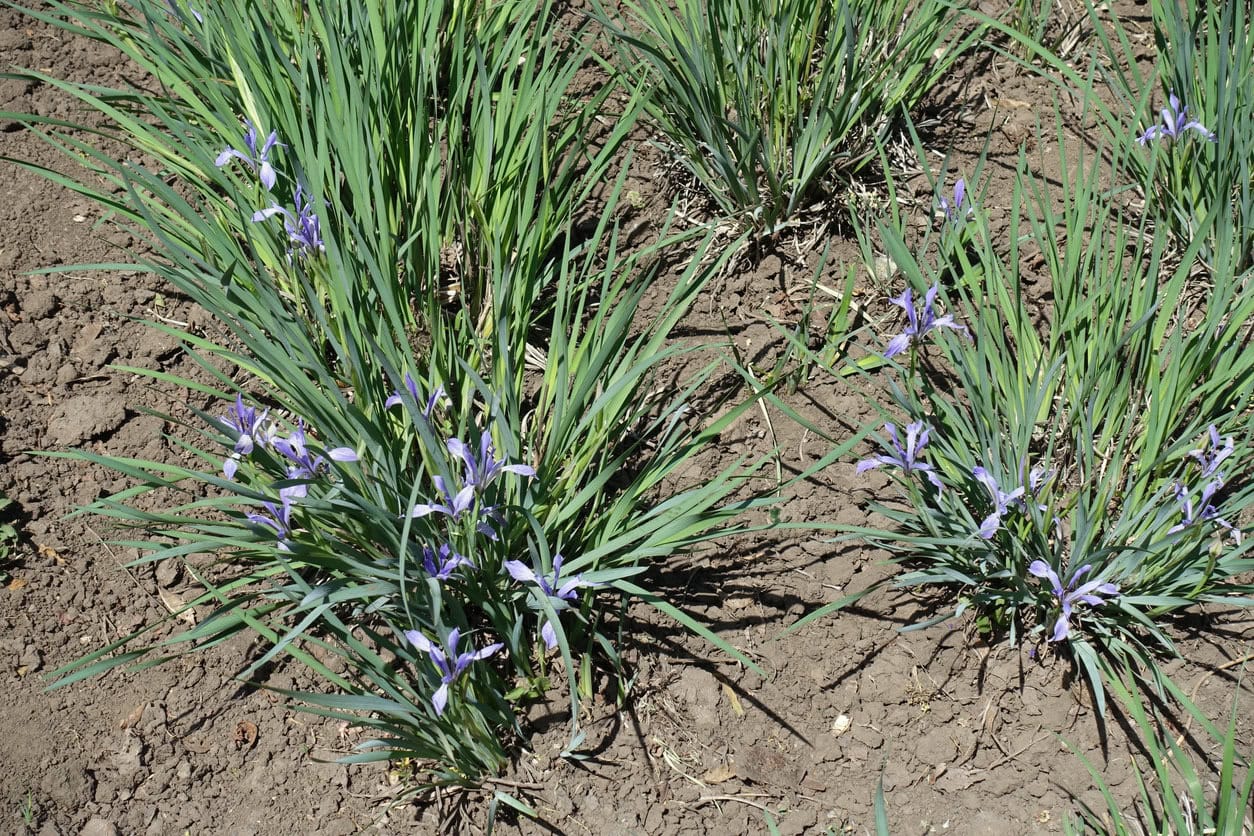 Siberian Iris