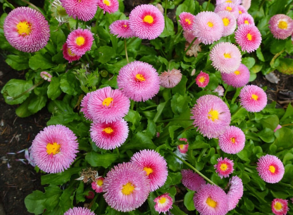 English Daisies (Bellis Perennis)