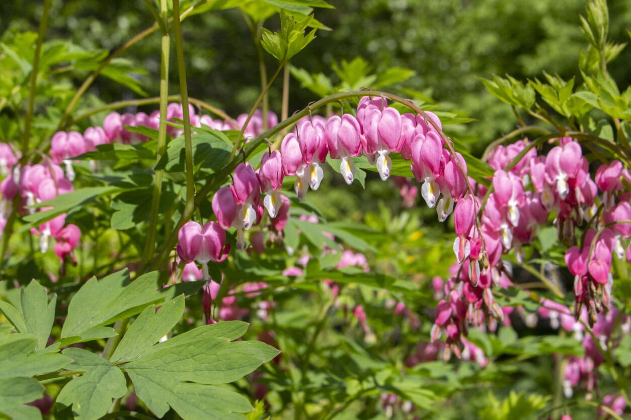 Dicentra Bleeding Heart