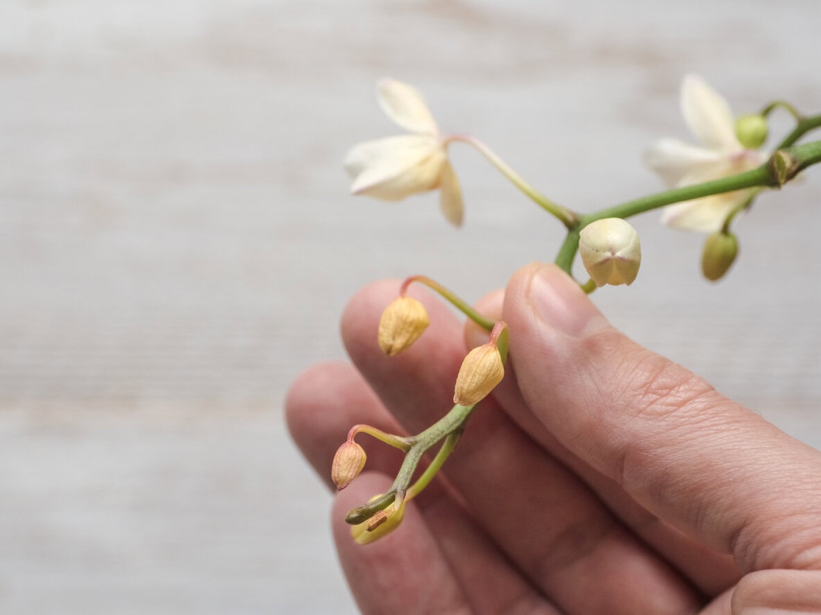 Orchid young buds falling and drying