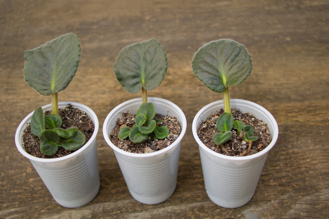 african violet propagated by leaf