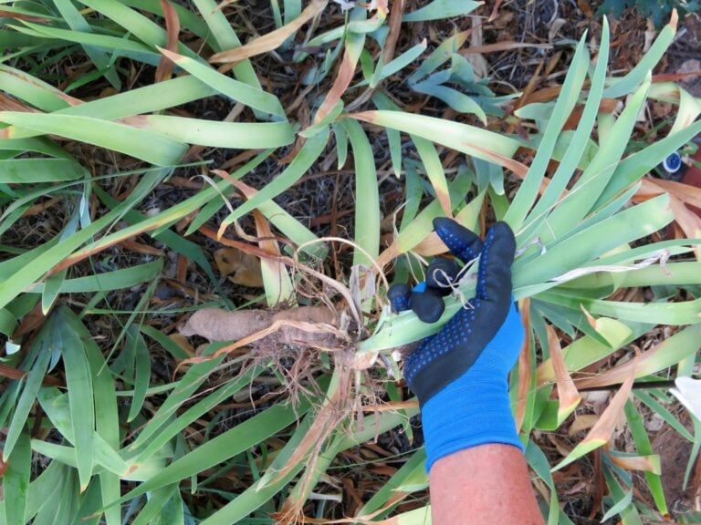 7 Perennials You Should Thin in Early Spring for Stronger Growth